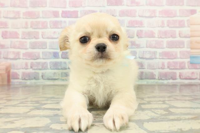 鳥取県のチワワ(ロング) (Coo&RIKUラ・ムー鳥取東店/2025年10月23日生まれ/男の子/クリーム)の子犬の1枚目の画像