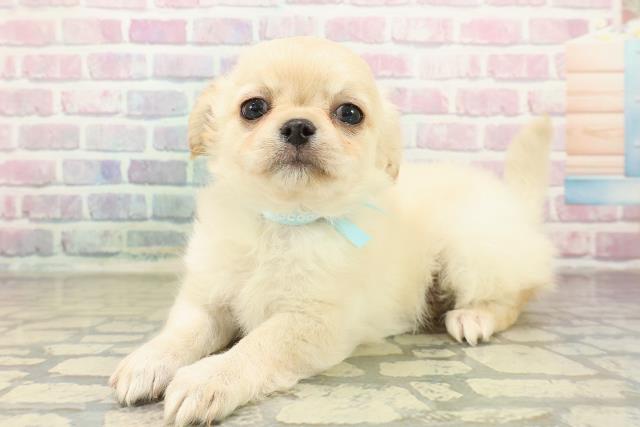 鳥取県のチワワ(ロング) (Coo&RIKUラ・ムー鳥取東店/2025年10月23日生まれ/男の子/クリーム)の子犬の2枚目の画像