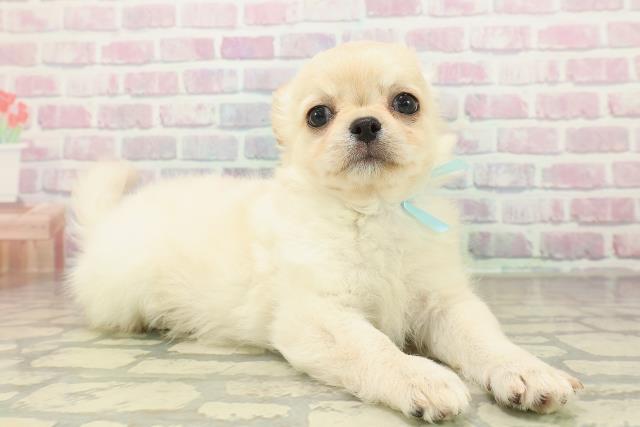 鳥取県のチワワ(ロング) (Coo&RIKUラ・ムー鳥取東店/2025年10月23日生まれ/男の子/クリーム)の子犬の3枚目の画像