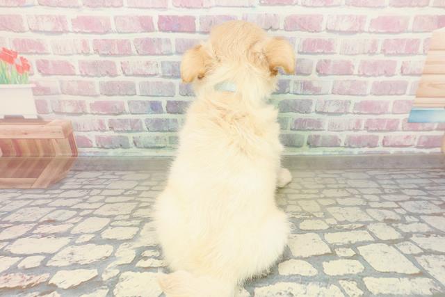 鳥取県のチワワ(ロング) (Coo&RIKUラ・ムー鳥取東店/2025年10月23日生まれ/男の子/クリーム)の子犬の4枚目の画像