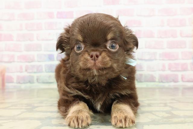 チワワ（ロングコート）