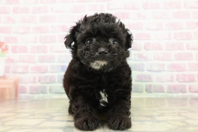 北海道のチワプー/プーチー(チワワ×プードル) (Coo&RIKU苫小牧店/2025年10月23日生まれ/男の子/ブラックホワイト)の子犬の1枚目の画像