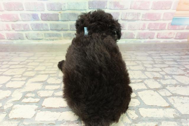 北海道のチワプー/プーチー(チワワ×プードル) (Coo&RIKU苫小牧店/2025年10月23日生まれ/男の子/ブラックホワイト)の子犬の4枚目の画像