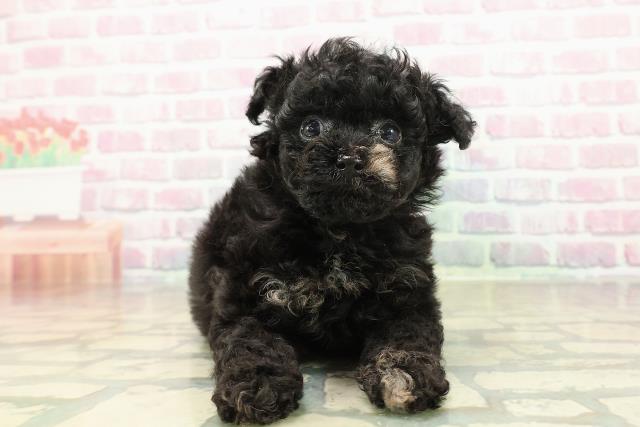 北海道のチワプー/プーチー(チワワ×プードル) (Coo&RIKU北見店/2025年10月23日生まれ/女の子/ブラックホワイト)の子犬の1枚目の画像