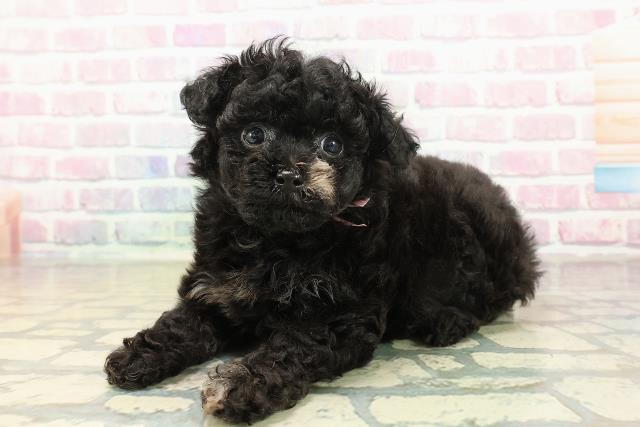 北海道のチワプー/プーチー(チワワ×プードル) (Coo&RIKU北見店/2025年10月23日生まれ/女の子/ブラックホワイト)の子犬の2枚目の画像