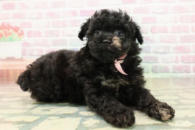 北海道のチワプー/プーチー(チワワ×プードル) (Coo&RIKU北見店/2025年10月23日生まれ/女の子/ブラックホワイト)の子犬の3枚目の画像