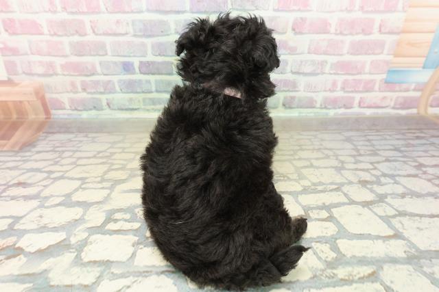 北海道のチワプー/プーチー(チワワ×プードル) (Coo&RIKU北見店/2025年10月23日生まれ/女の子/ブラックホワイト)の子犬の4枚目の画像