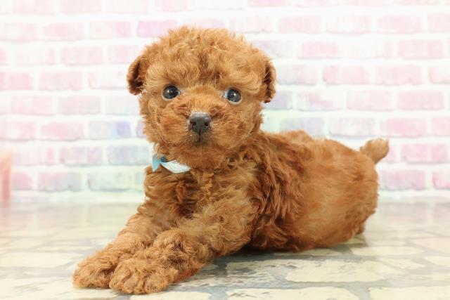 北海道のトイプードル(トイ) (Coo&RIKU苫小牧店/2025年10月26日生まれ/男の子/レッド)の子犬の2枚目の画像