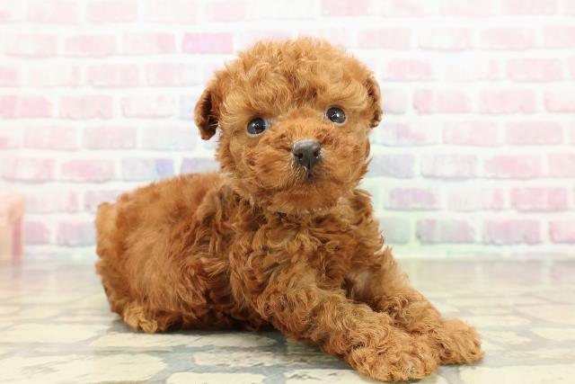 北海道のトイプードル(トイ) (Coo&RIKU苫小牧店/2025年10月26日生まれ/男の子/レッド)の子犬の3枚目の画像