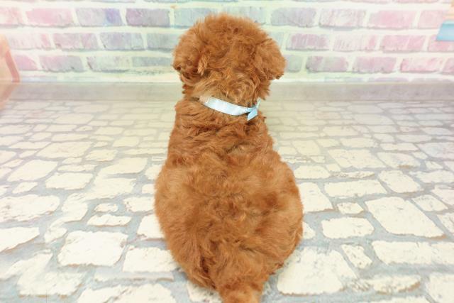 北海道のトイプードル(トイ) (Coo&RIKU苫小牧店/2025年10月26日生まれ/男の子/レッド)の子犬の4枚目の画像