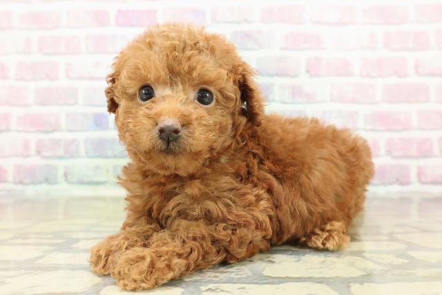 北海道のトイプードル(トイ) (Coo&RIKU函館店/2025年10月26日生まれ/女の子/レッド)の子犬の2枚目の画像