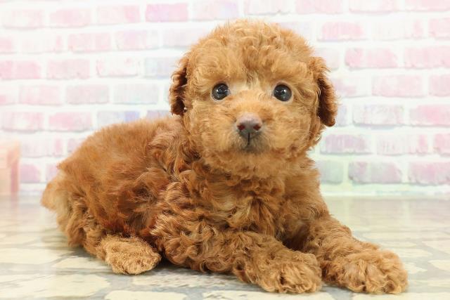 北海道のトイプードル(トイ) (Coo&RIKU函館店/2025年10月26日生まれ/女の子/レッド)の子犬の3枚目の画像