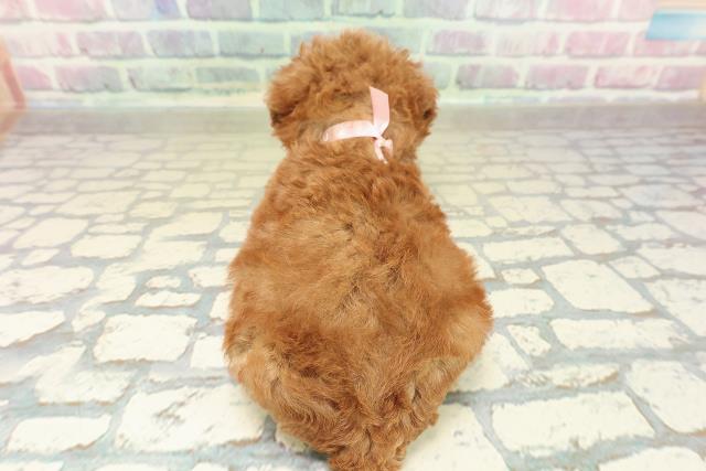 北海道のトイプードル(トイ) (Coo&RIKU函館店/2025年10月26日生まれ/女の子/レッド)の子犬の4枚目の画像