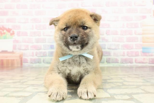 北海道の柴犬(標準サイズ) (Coo&RIKU帯広店/2025年10月27日生まれ/男の子/赤)の子犬の1枚目の画像