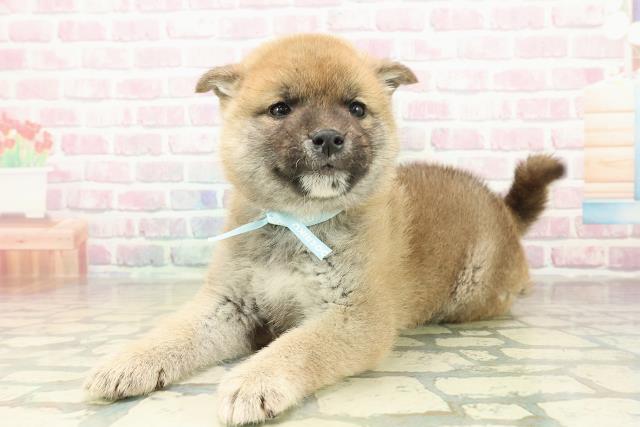 北海道の柴犬(標準サイズ) (Coo&RIKU帯広店/2025年10月27日生まれ/男の子/赤)の子犬の2枚目の画像