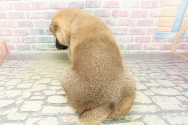 北海道の柴犬(標準サイズ) (Coo&RIKU帯広店/2025年10月27日生まれ/男の子/赤)の子犬の4枚目の画像