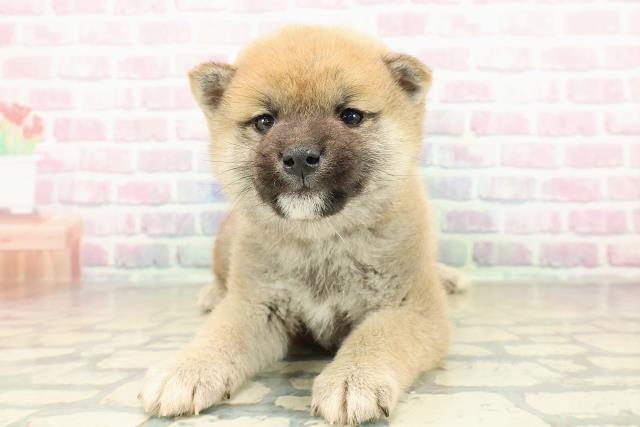 福井県の柴犬(標準サイズ) (Coo&RIKU福井店/2025年10月27日生まれ/男の子/赤)の子犬の1枚目の画像