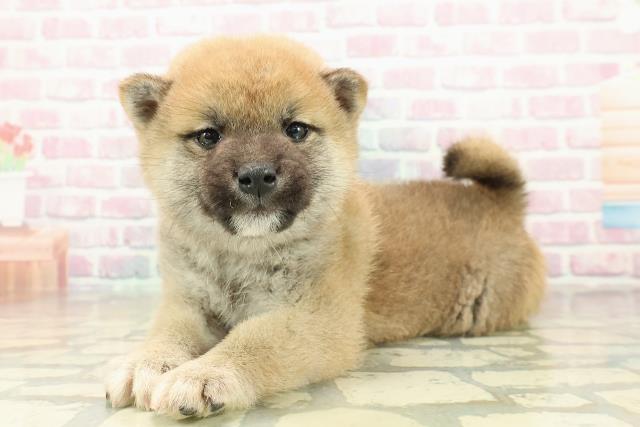 福井県の柴犬(標準サイズ) (Coo&RIKU福井店/2025年10月27日生まれ/男の子/赤)の子犬の2枚目の画像