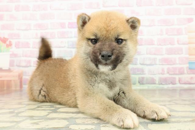 福井県の柴犬(標準サイズ) (Coo&RIKU福井店/2025年10月27日生まれ/男の子/赤)の子犬の3枚目の画像