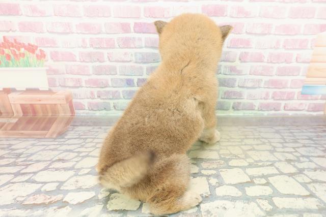 福井県の柴犬(標準サイズ) (Coo&RIKU福井店/2025年10月27日生まれ/男の子/赤)の子犬の4枚目の画像