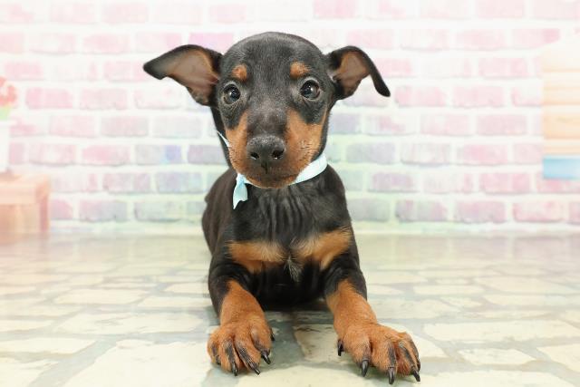 東京都のトイマンチェスターテリア (Coo&RIKU自由が丘店/2025年10月27日生まれ/男の子/ブラックタン)の子犬