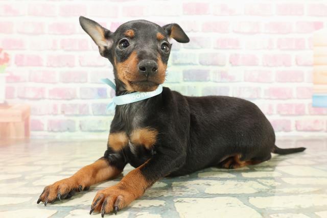 東京都のトイマンチェスターテリア (Coo&RIKU自由が丘店/2025年10月27日生まれ/男の子/ブラックタン)の子犬の2枚目の画像