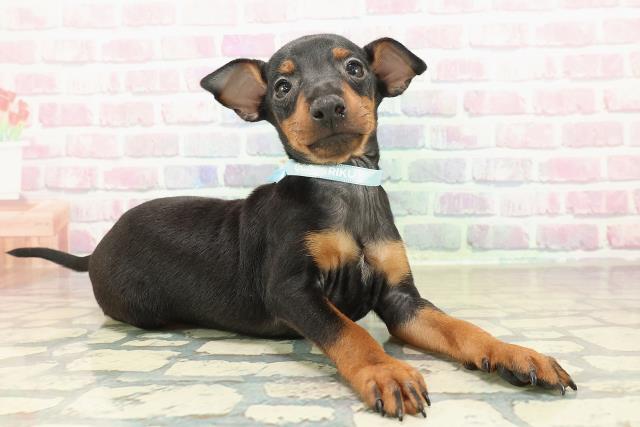 東京都のトイマンチェスターテリア (Coo&RIKU自由が丘店/2025年10月27日生まれ/男の子/ブラックタン)の子犬の3枚目の画像