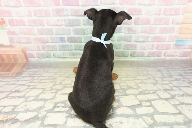 東京都のトイマンチェスターテリア (Coo&RIKU自由が丘店/2025年10月27日生まれ/男の子/ブラックタン)の子犬の4枚目の画像