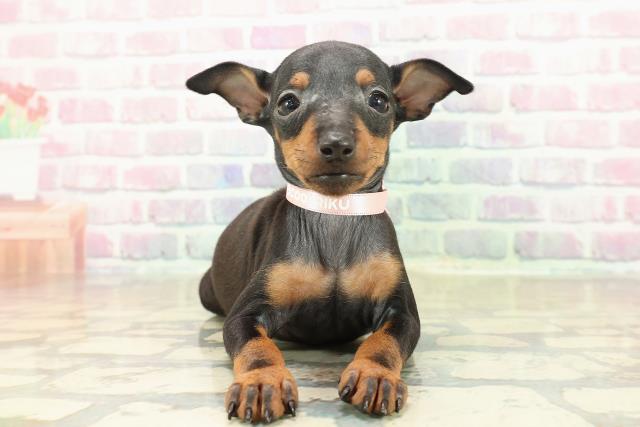 沖縄県のトイマンチェスターテリア (Coo&RIKU沖縄浦添店/2025年10月27日生まれ/女の子/ブラックタン)の子犬の1枚目の画像