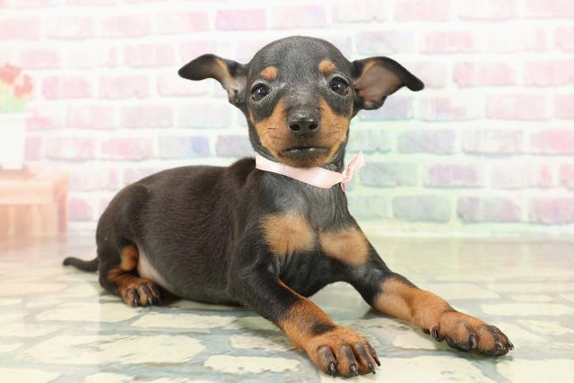 沖縄県のトイマンチェスターテリア (Coo&RIKU沖縄浦添店/2025年10月27日生まれ/女の子/ブラックタン)の子犬の3枚目の画像