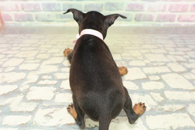 沖縄県のトイマンチェスターテリア (Coo&RIKU沖縄浦添店/2025年10月27日生まれ/女の子/ブラックタン)の子犬の4枚目の画像