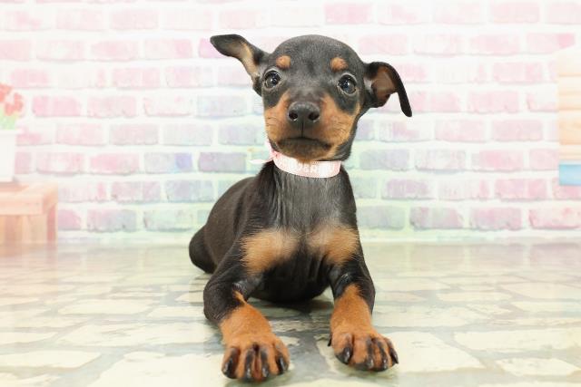 東京都のトイマンチェスターテリア (Coo&RIKU池袋西口店/2025年10月27日生まれ/女の子/ブラックタン)の子犬の1枚目の画像