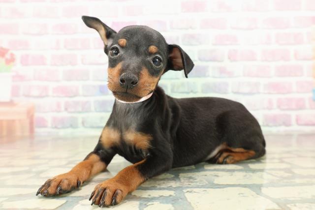 東京都のトイマンチェスターテリア (Coo&RIKU池袋西口店/2025年10月27日生まれ/女の子/ブラックタン)の子犬の2枚目の画像