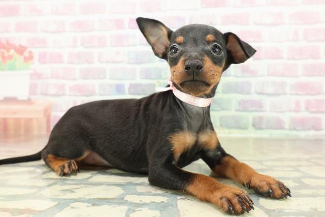 東京都のトイマンチェスターテリア (Coo&RIKU池袋西口店/2025年10月27日生まれ/女の子/ブラックタン)の子犬の3枚目の画像