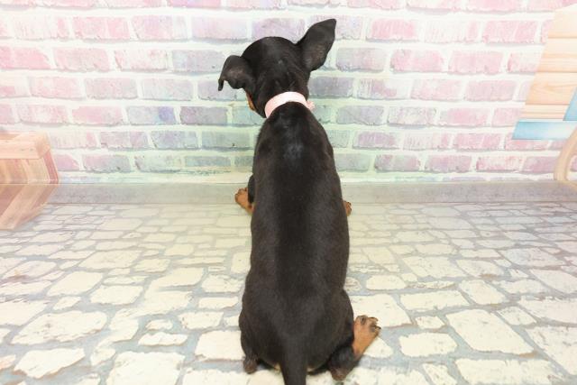 東京都のトイマンチェスターテリア (Coo&RIKU池袋西口店/2025年10月27日生まれ/女の子/ブラックタン)の子犬の4枚目の画像