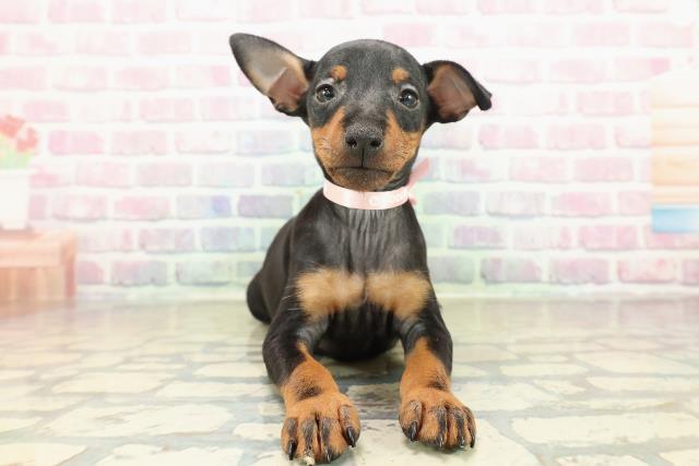 北海道のトイマンチェスターテリア (Coo&RIKU札幌東店/2025年10月27日生まれ/女の子/ブラックタン)の子犬の1枚目の画像