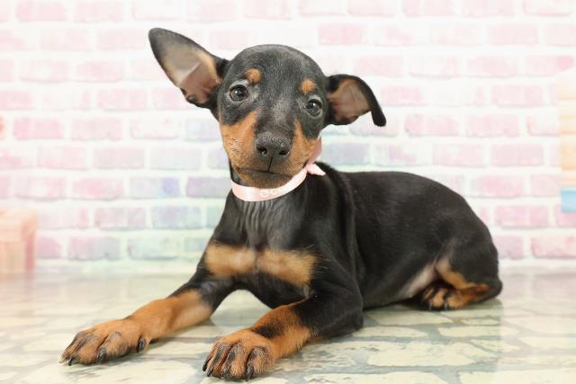 北海道のトイマンチェスターテリア (Coo&RIKU札幌東店/2025年10月27日生まれ/女の子/ブラックタン)の子犬の2枚目の画像