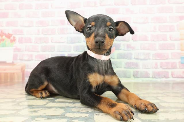 北海道のトイマンチェスターテリア (Coo&RIKU札幌東店/2025年10月27日生まれ/女の子/ブラックタン)の子犬の3枚目の画像