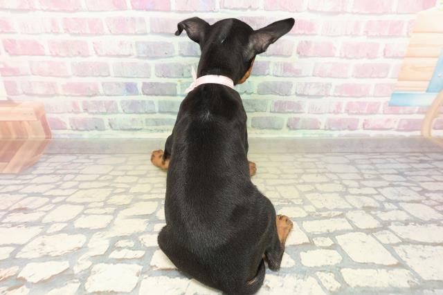 北海道のトイマンチェスターテリア (Coo&RIKU札幌東店/2025年10月27日生まれ/女の子/ブラックタン)の子犬の4枚目の画像