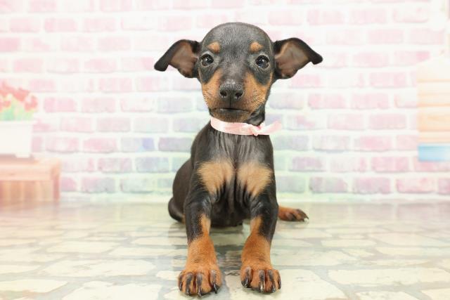 広島県のトイマンチェスターテリア (Coo&RIKUゆめタウン大竹店/2025年10月27日生まれ/女の子/ブラックタン)の子犬の1枚目の画像