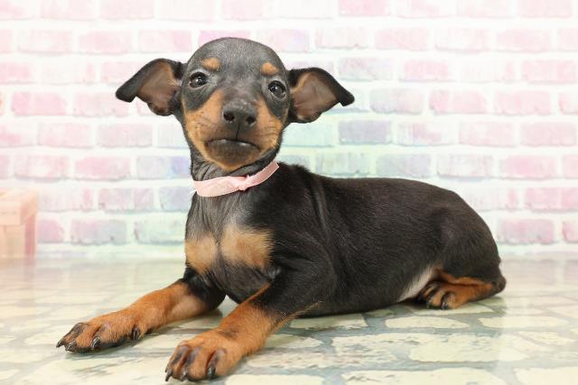 広島県のトイマンチェスターテリア (Coo&RIKUゆめタウン大竹店/2025年10月27日生まれ/女の子/ブラックタン)の子犬の2枚目の画像