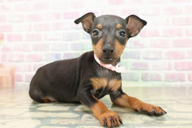 広島県のトイマンチェスターテリア (Coo&RIKUゆめタウン大竹店/2025年10月27日生まれ/女の子/ブラックタン)の子犬の3枚目の画像