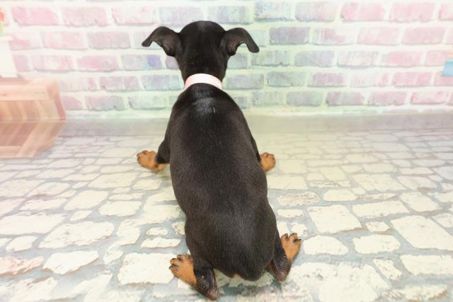 広島県のトイマンチェスターテリア (Coo&RIKUゆめタウン大竹店/2025年10月27日生まれ/女の子/ブラックタン)の子犬の4枚目の画像