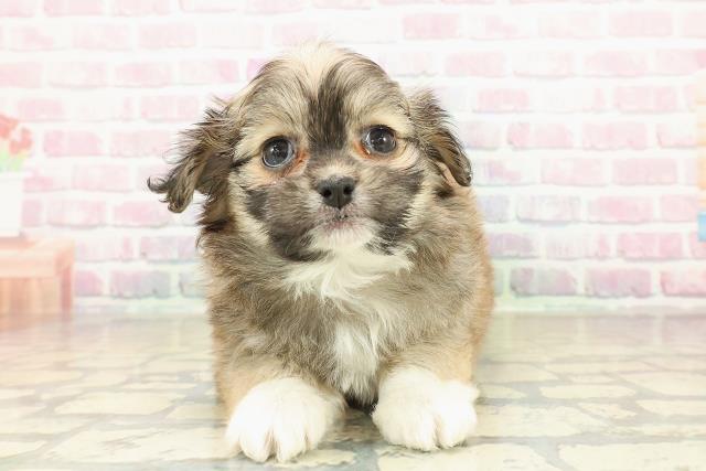 北海道のプーズー/プーシーズ(プードル×シーズー) (Coo&RIKU釧路店/2025年10月27日生まれ/男の子/セーブルホワイト)の子犬の1枚目の画像