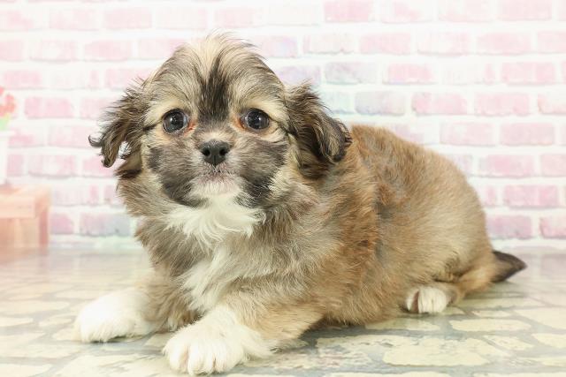 北海道のプーズー/プーシーズ(プードル×シーズー) (Coo&RIKU釧路店/2025年10月27日生まれ/男の子/セーブルホワイト)の子犬の2枚目の画像