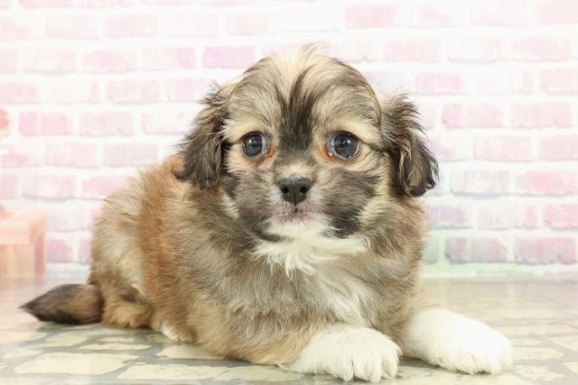 北海道のプーズー/プーシーズ(プードル×シーズー) (Coo&RIKU釧路店/2025年10月27日生まれ/男の子/セーブルホワイト)の子犬の3枚目の画像