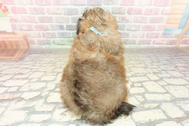 北海道のプーズー/プーシーズ(プードル×シーズー) (Coo&RIKU釧路店/2025年10月27日生まれ/男の子/セーブルホワイト)の子犬の4枚目の画像