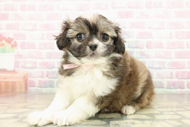 北海道のプーズー/プーシーズ(プードル×シーズー) (Coo&RIKU旭川店/2025年10月27日生まれ/女の子/セーブルホワイト)の子犬の2枚目の画像