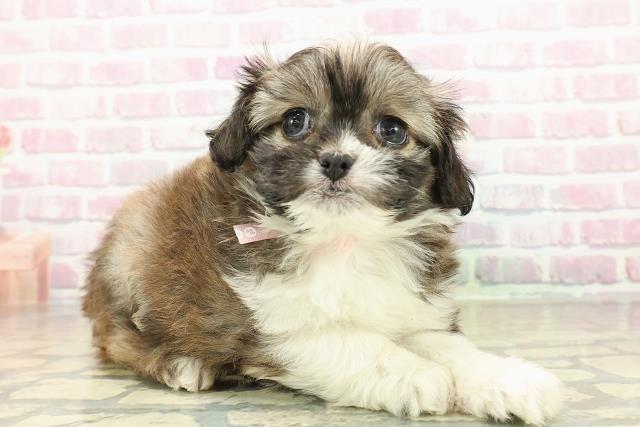 北海道のプーズー/プーシーズ(プードル×シーズー) (Coo&RIKU旭川店/2025年10月27日生まれ/女の子/セーブルホワイト)の子犬の3枚目の画像