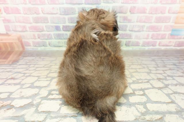 北海道のプーズー/プーシーズ(プードル×シーズー) (Coo&RIKU旭川店/2025年10月27日生まれ/女の子/セーブルホワイト)の子犬の4枚目の画像